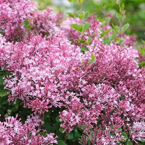 картинка Сирень Pink Perfume 