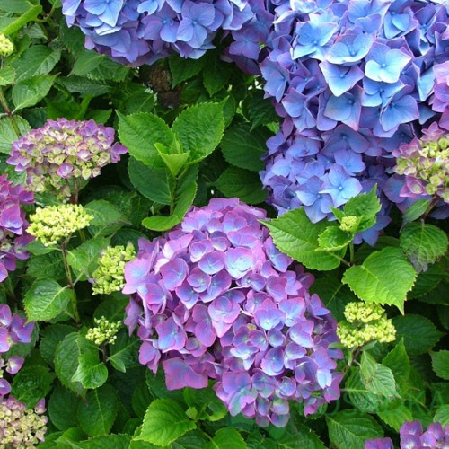 картинка Гортензия крупнолистная Blauer Zwerg (Блауер Цверг) 