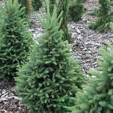 картинка Ель канадская Синдерелла 