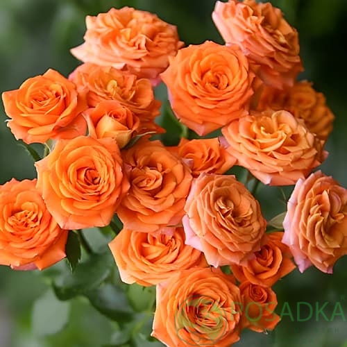 картинка Роза флорибунда Оранж Бейби С2 