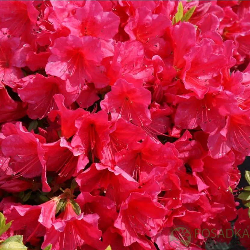 картинка Рододендрон тупой Arabesk 