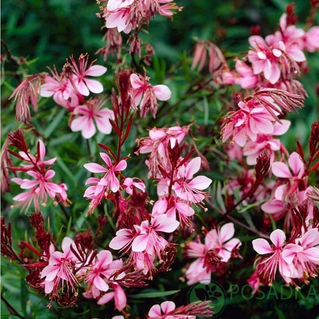 картинка Гаура Passionate Blush 