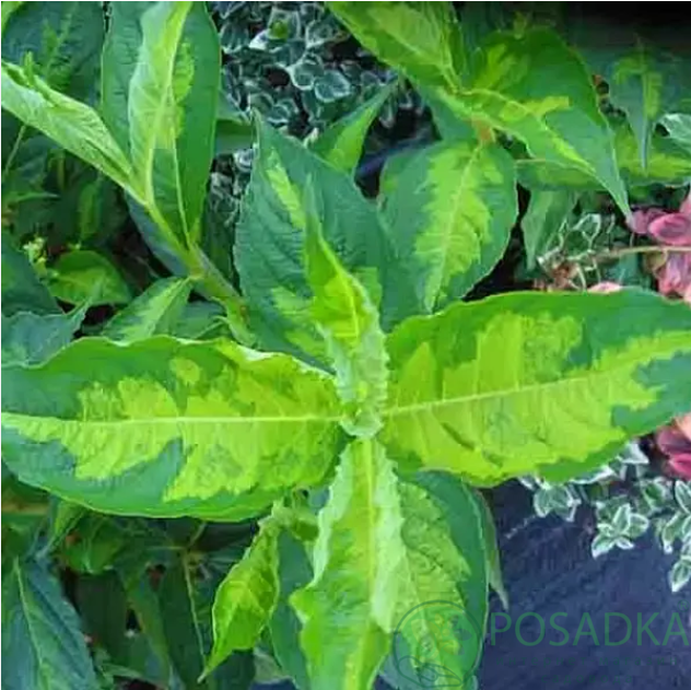 картинка Вейгела цветущая Milk and Honey 