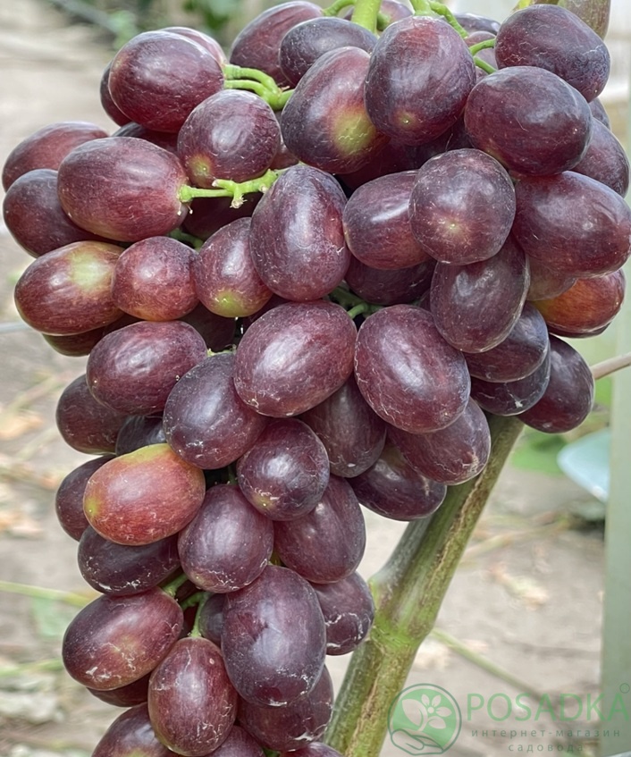 картинка Виноград Подарок Оксане 