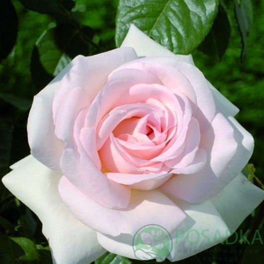 картинка Роза чайно-гибридная Александр Пушкин 