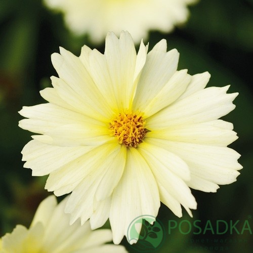 картинка Кореопсис АпТик Крим (UpTick Cream) 