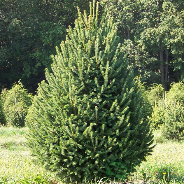 картинка Ель колючая (Picea pungens) 