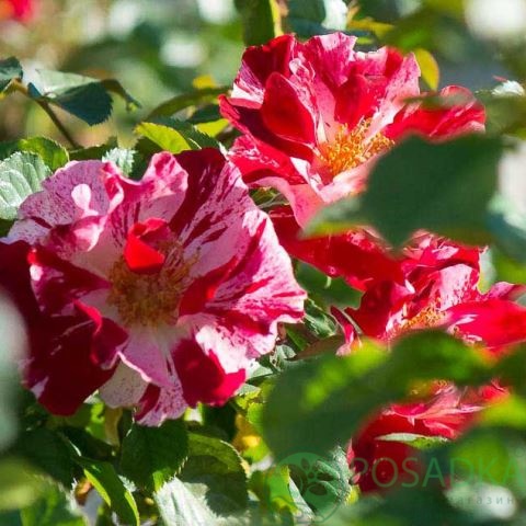 картинка Роза плетистая Крейзи Фо Ю 