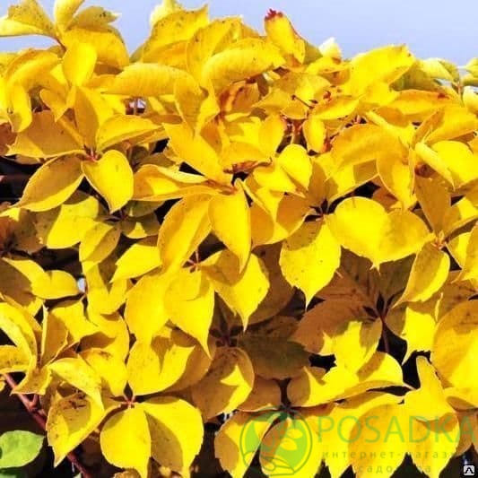 картинка Виноград девичий Еллоу Уолл (Yellow Wall) 2л 