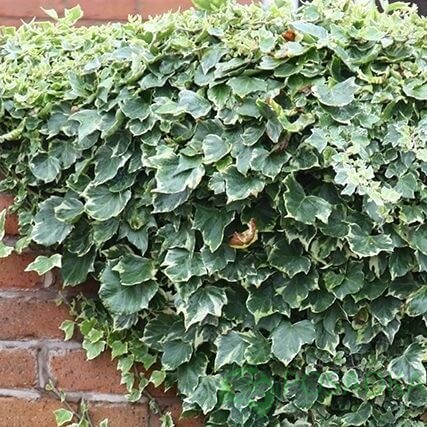 картинка Плющ обыкновенный Гляциэр 