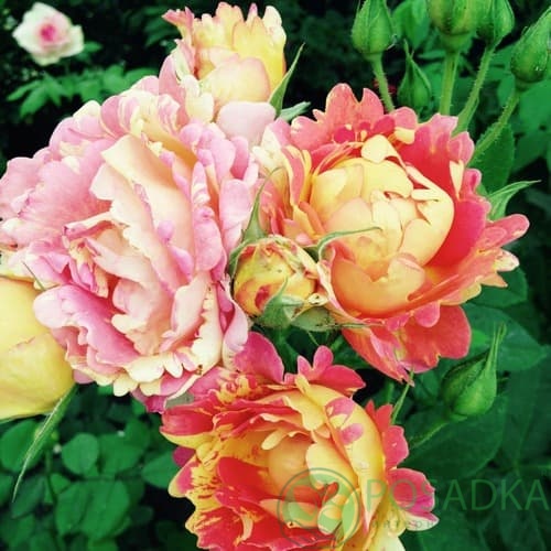 картинка Роза флорибунда Роз де Цистерсьен 