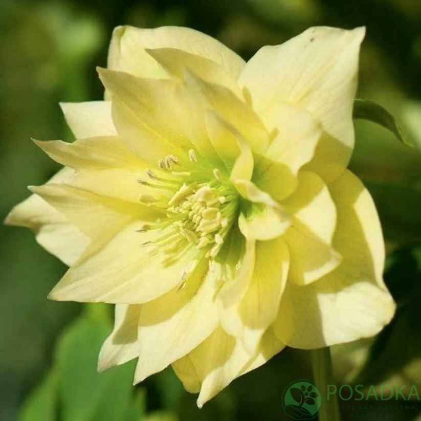 картинка Морозник Double Yellow 