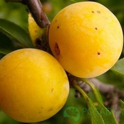 картинка Слива Афаська Желтая 
