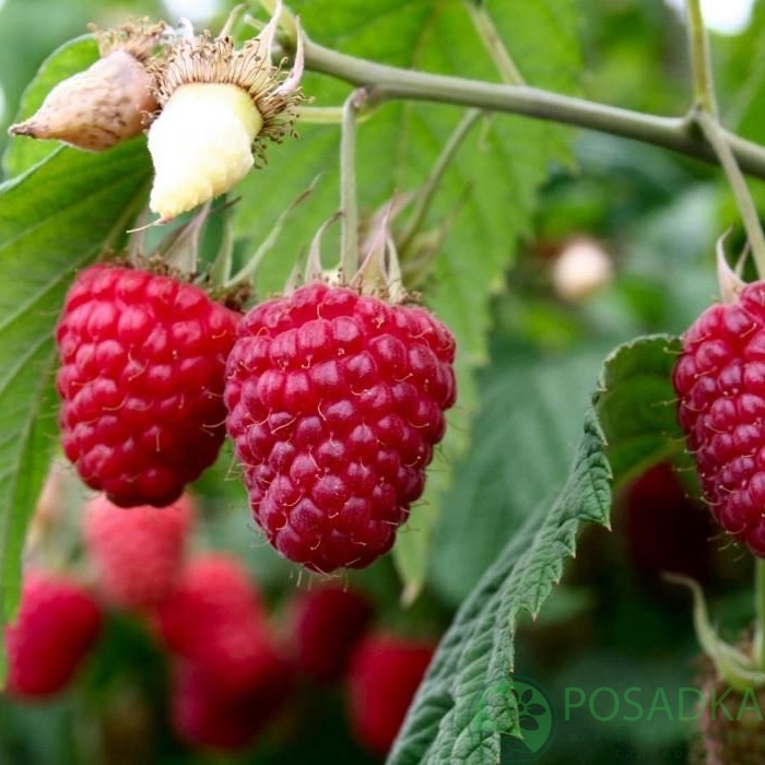 картинка Малина Серена (Аврора) 