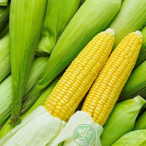 картинка Семена кукуруза Брусница 20 гр, SeedEra 