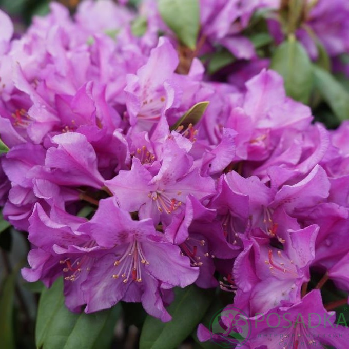 картинка Рододендрон королевский Royal Lilac 
