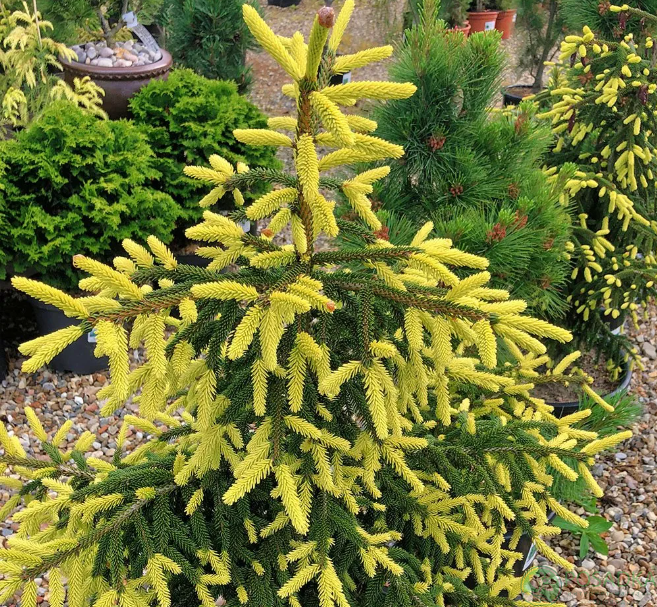 картинка Ель восточная 'Aureospicata' 