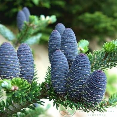 картинка Пихта корейская (Abies Koreana) 