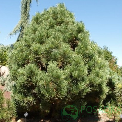 картинка Сосна желтая (Pinus ponderosa) 