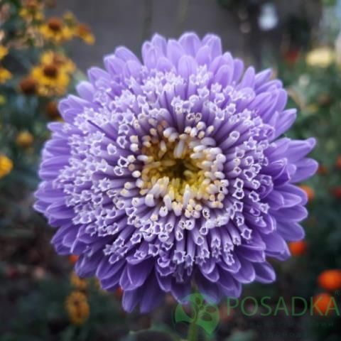 картинка Астра Высокорослая Принцесса Кристина семена 0.25 г, SeedEra 