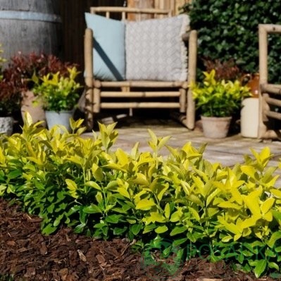 картинка Бересклет японский Эльдорадо 