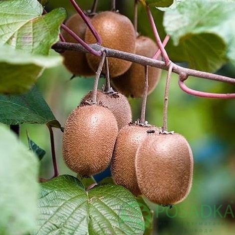 картинка Киви Подолья 2 года (самоплодный, ранний) С2 