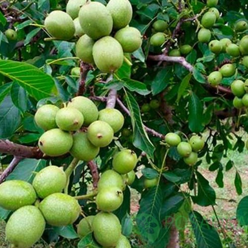 картинка Грецкий орех Буковинский 1 (2 річний) 