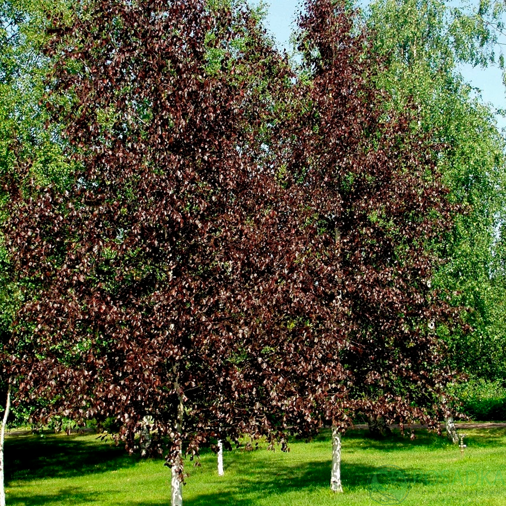 картинка Береза повислая Роял Фрост 