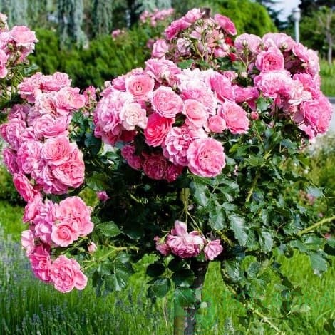 картинка Роза штамбовая Софи Роуз 