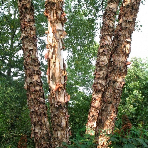 картинка Береза черная (Betula nigra) 
