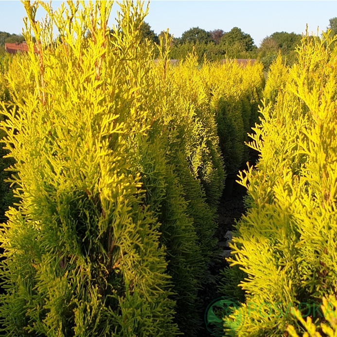 картинка Туя западня Голден Брабант  