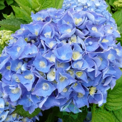 картинка Гортензия крупнолистная Yola 