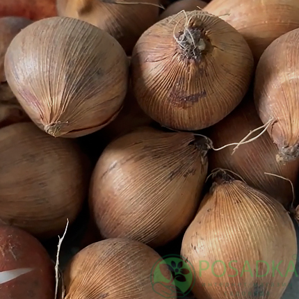 картинка Крокус Sieberi Tricolor 