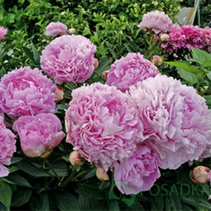 картинка Пион древовидный Charming Sights after Rain Yu Hou Feng Guang 