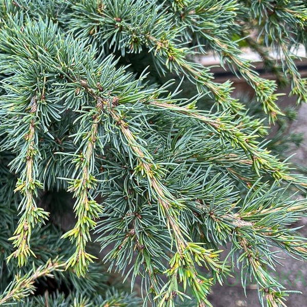 картинка Кедр гималайский Blue Globe  