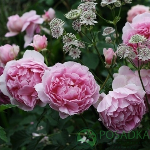 картинка Роза чайно-гибридная Шоне Майд 