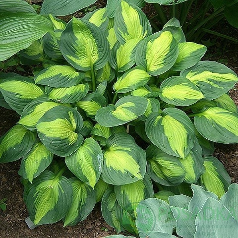 картинка Хоста Captain Kirk 