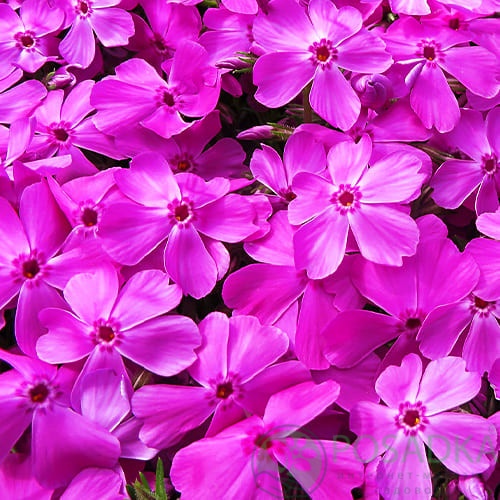 картинка Флокс Drummond Pink 