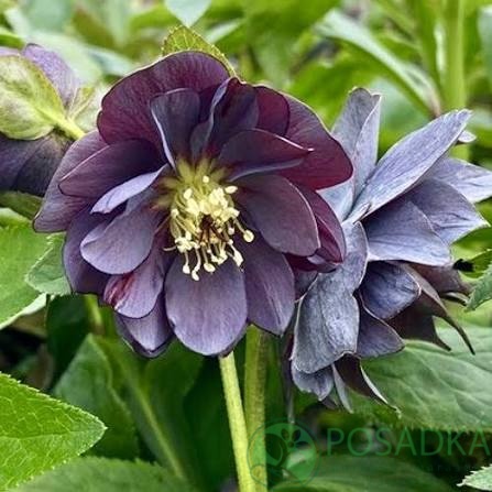 картинка Морозник Double Slaty Blue 