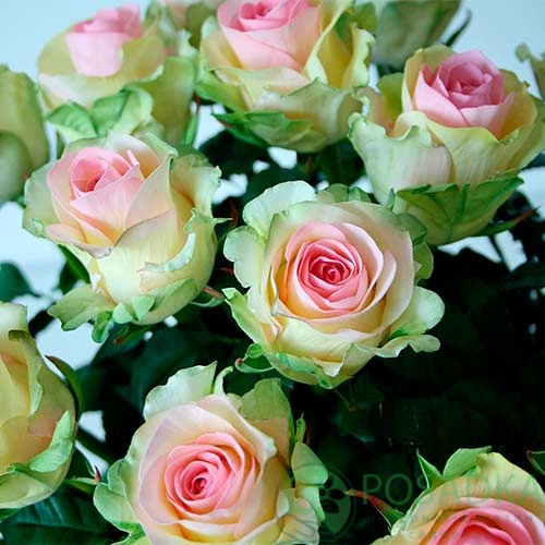 картинка Роза штамбовая Дансинг Квин 