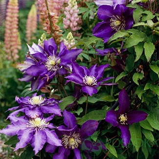 картинка Клематис Daniel Deronda 