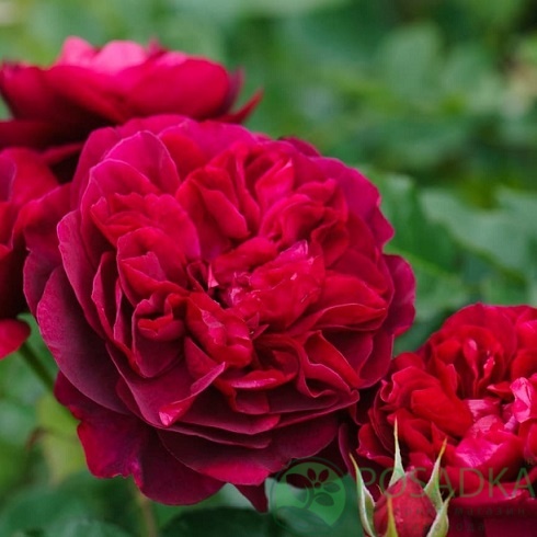 картинка Роза английская Дарси Бассел  картинка Роза английская Дарси Бассел