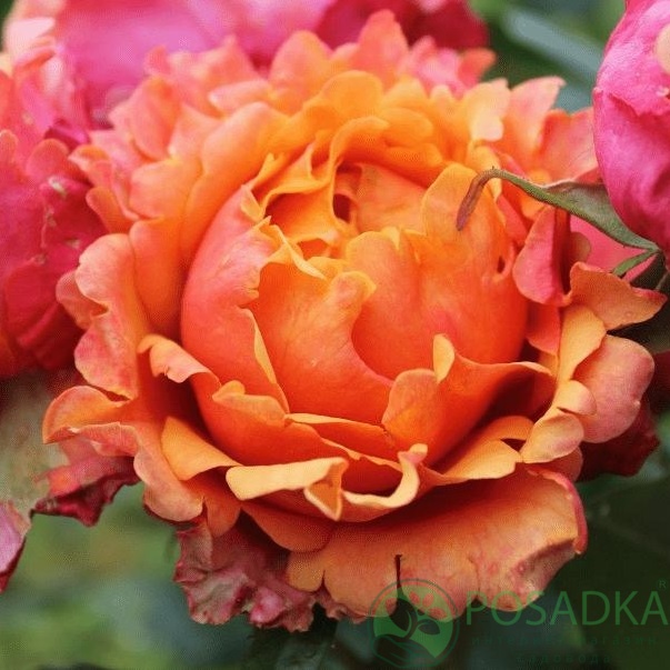 картинка Роза флорибунда Изи Даз Ит С2 