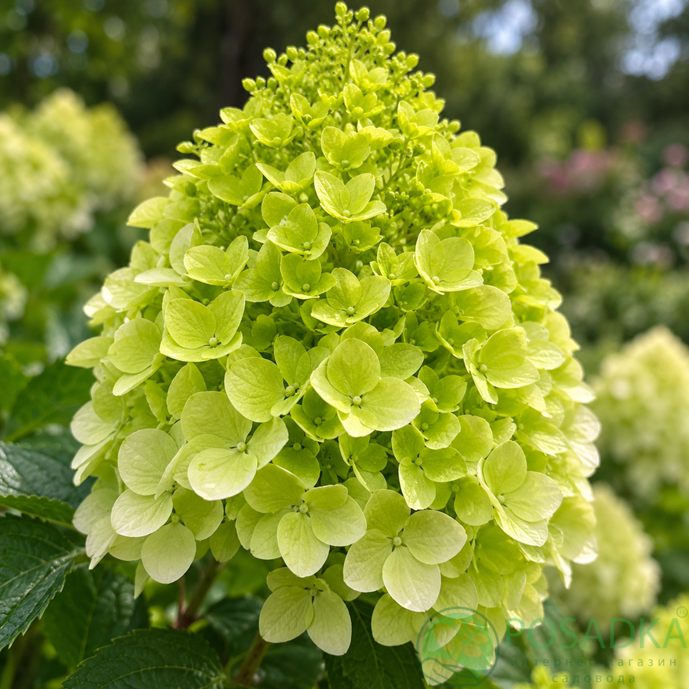 картинка Гортензия метельчатая Gardenlights Lemonlight 