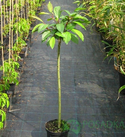 картинка Ива Моупинензис на штамбе шаровидная 