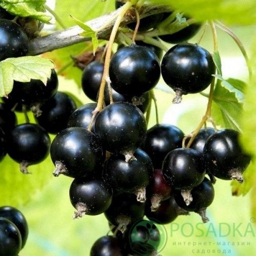 картинка Смородина чёрная Аркадия 