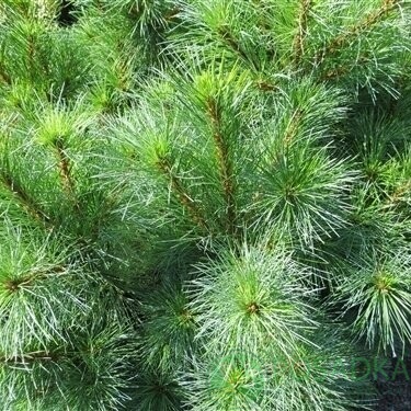 картинка Сосна веймутова Connecticut Slate 