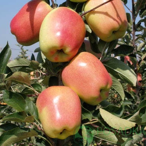 картинка Яблоня Голд Пинк 