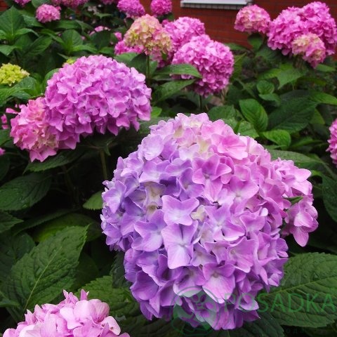 картинка Гортензия крупнолистная Belle Seduction 
