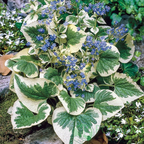 картинка Бруннера крупнолистная Variegata 